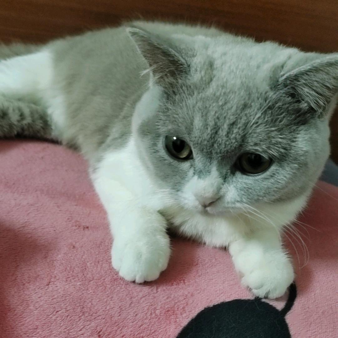 ☔️@꒰ঌ(˚猫猫˚)໒꒱