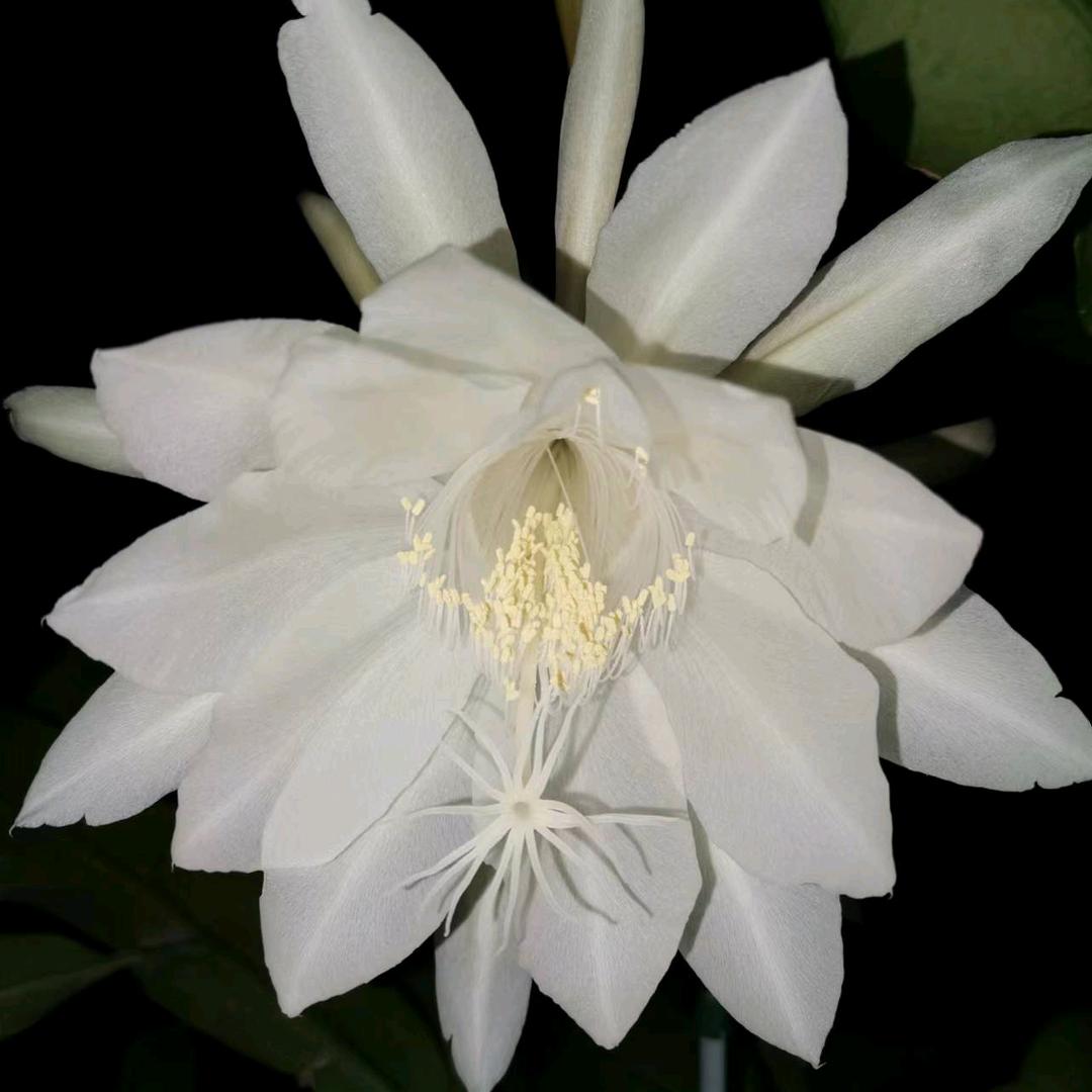 唯一🌹头像