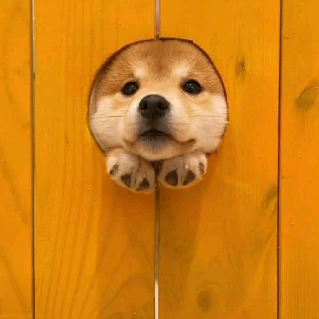 笑对未来