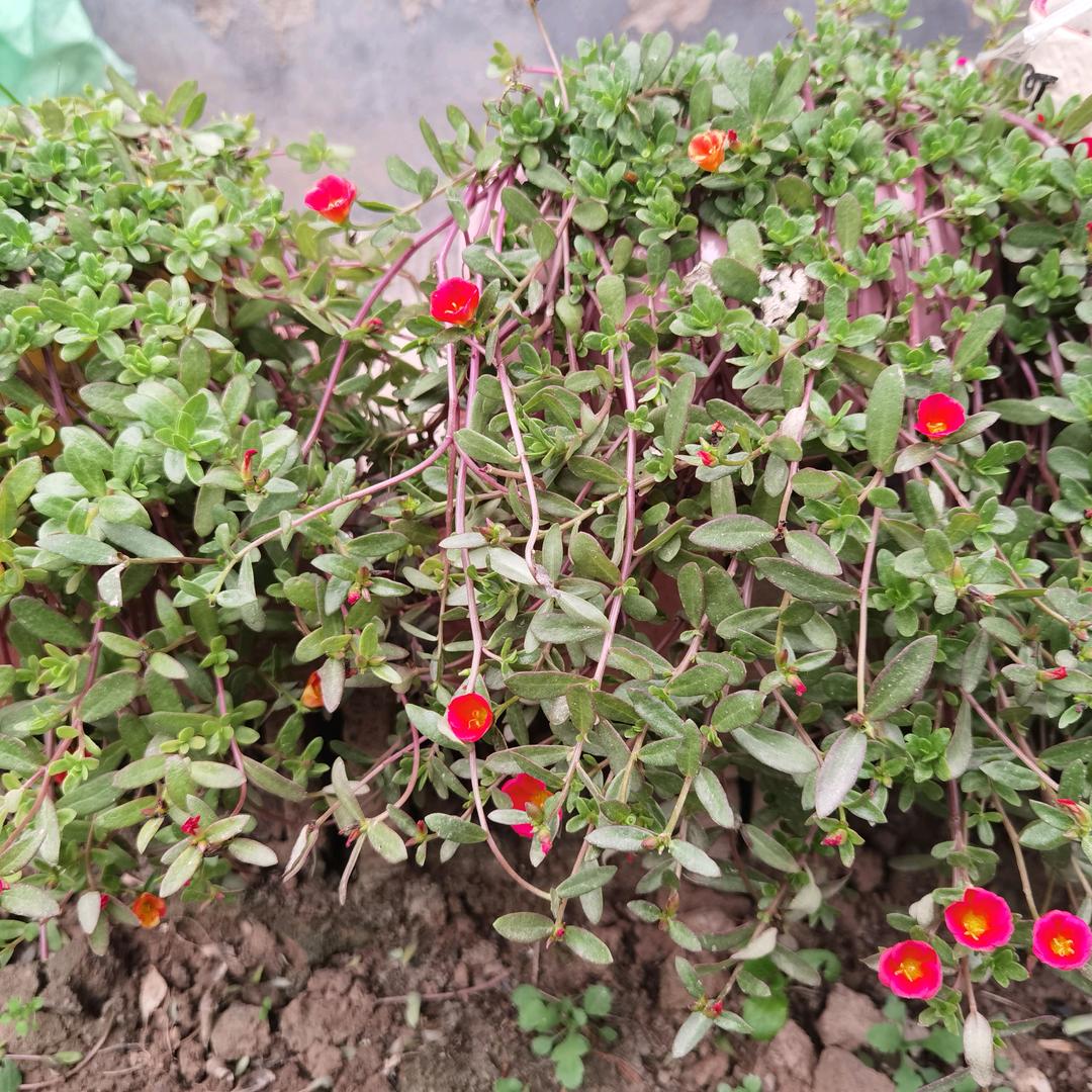 爱草