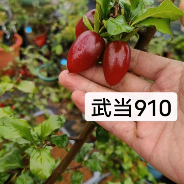 武当老鸦园（老三）