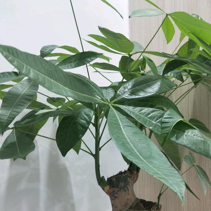 惠安县华友电器有限公司南门商场