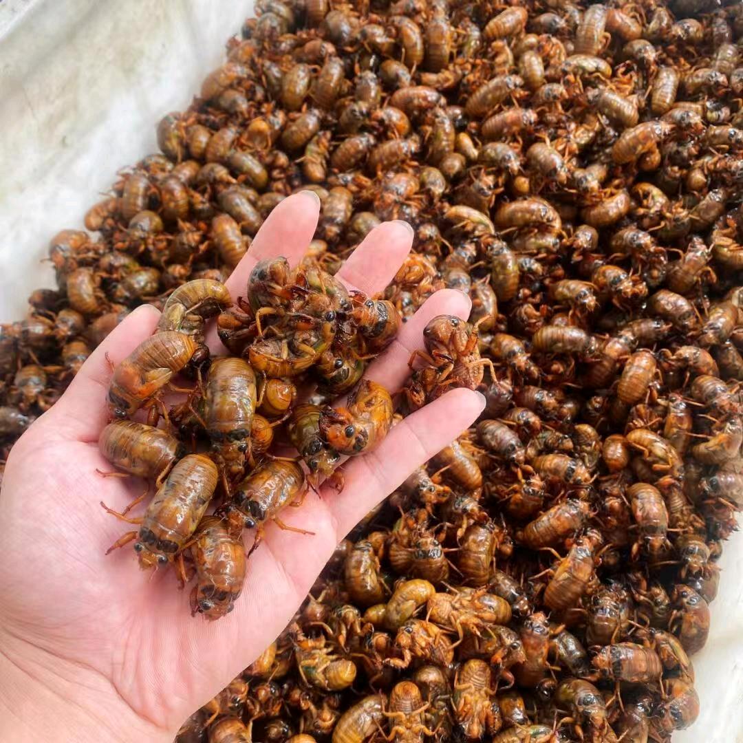 义满康金蝉养殖中心