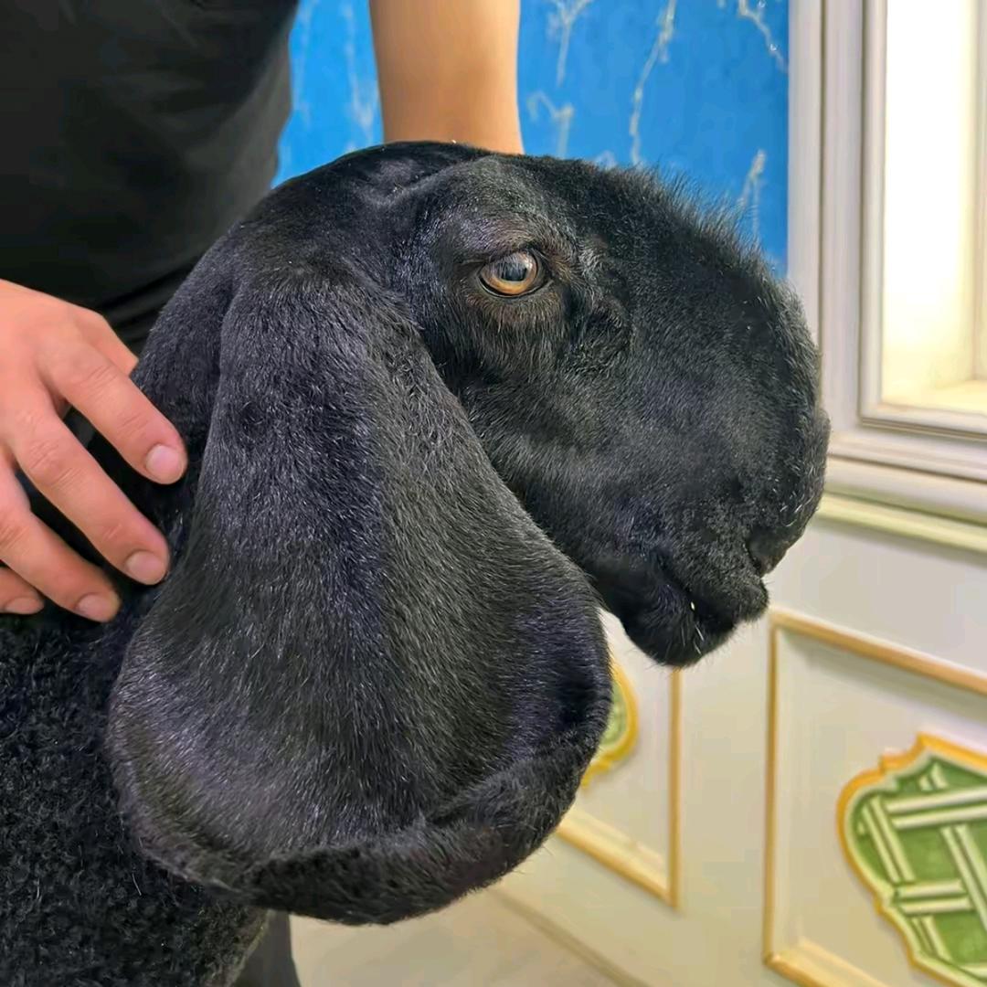 夏木西尔.司马义