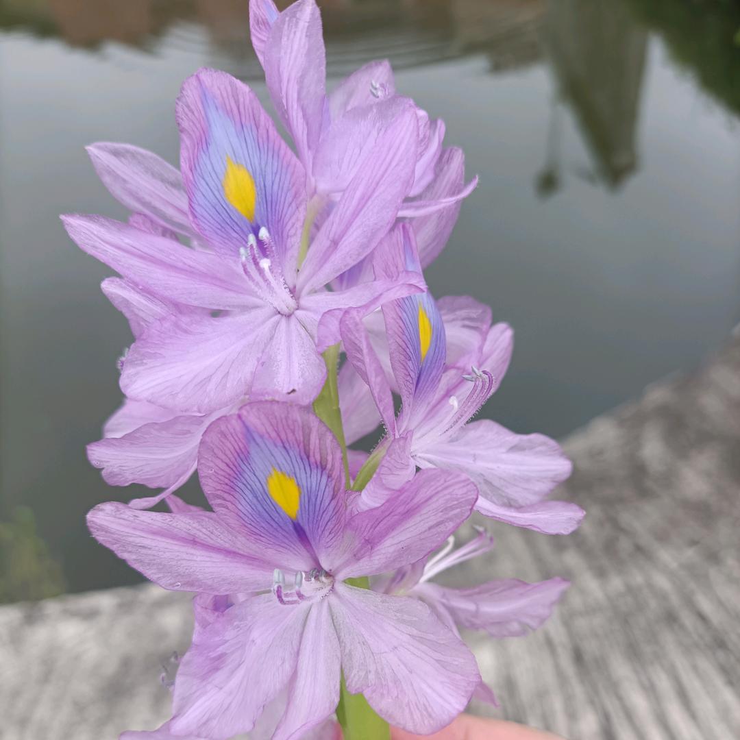 🌹意思🌸🌸意思@