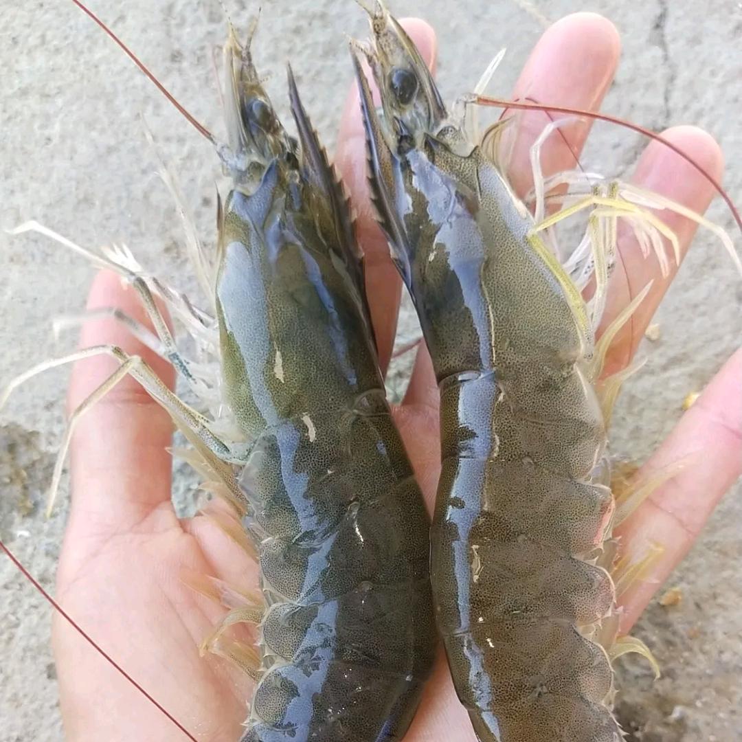 甘肃对虾罗氏沼虾养殖合作