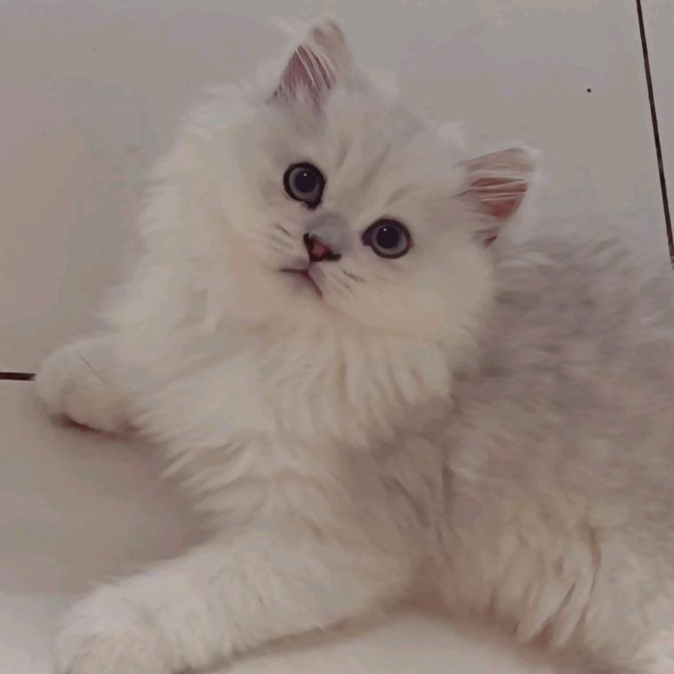 青团小哭包