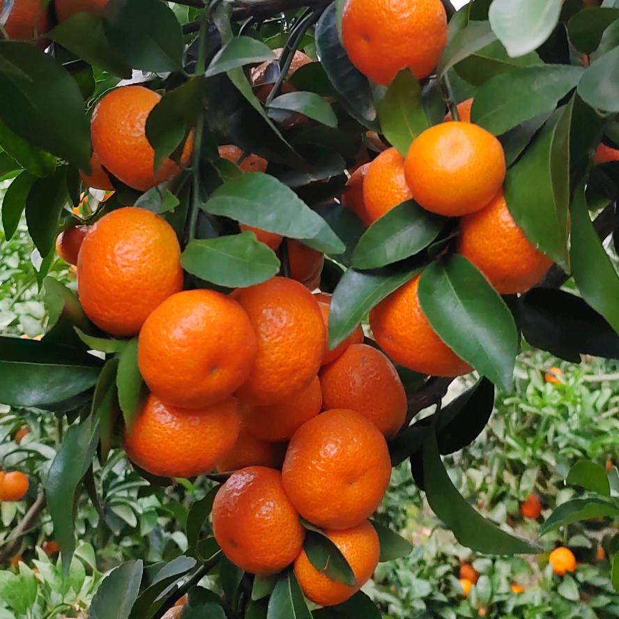 永泰县阿成家庭农场