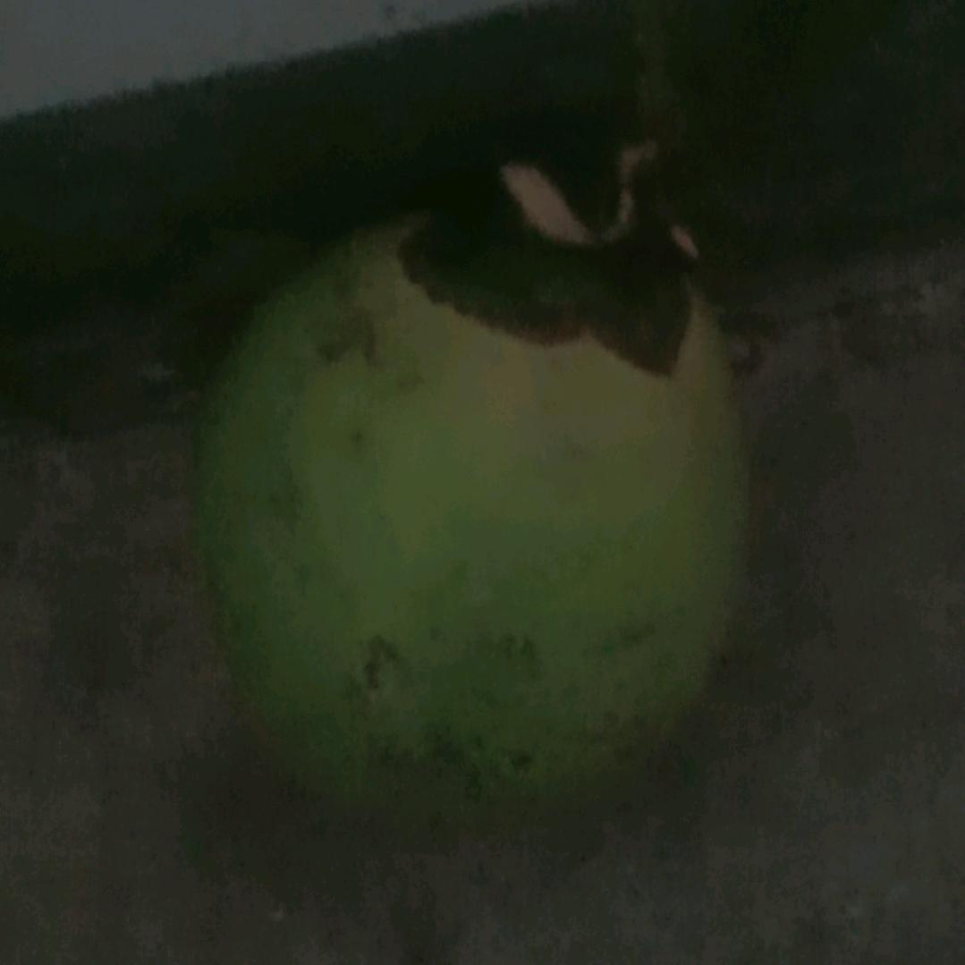 宋哥