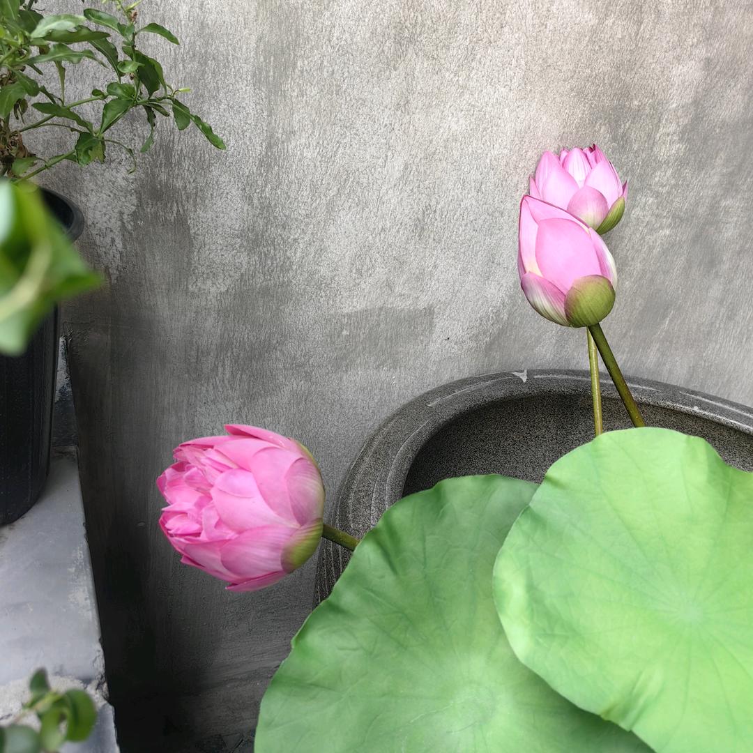 清风拂杨柳