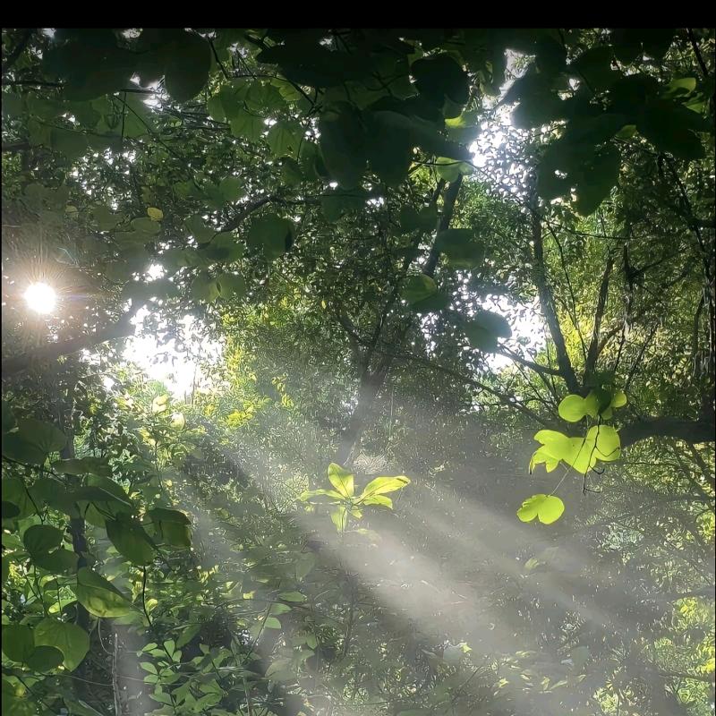 白猫爪💓白猫抓我的好朋友