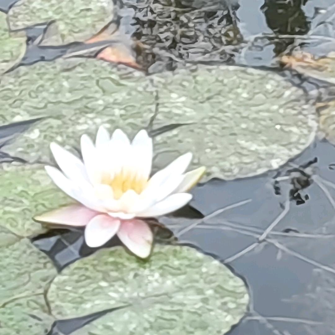 沉默