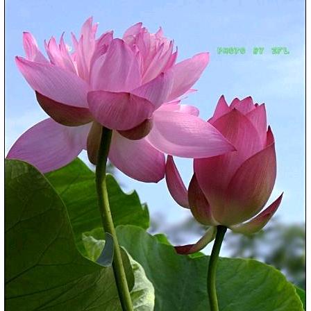 【名門】雁雁音乐909