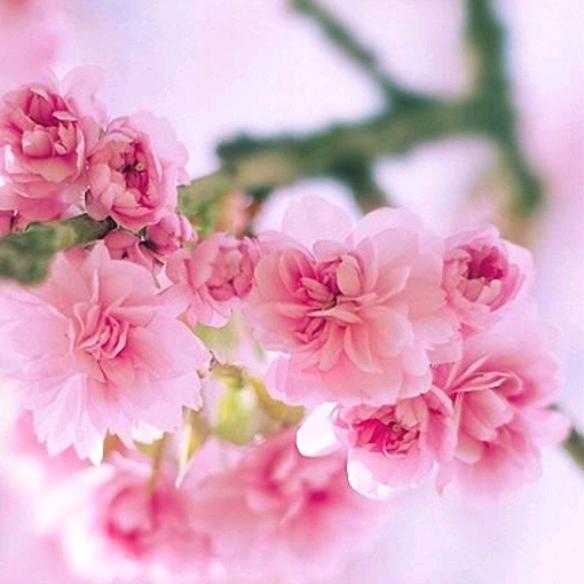 川渝婆娘找帅哥