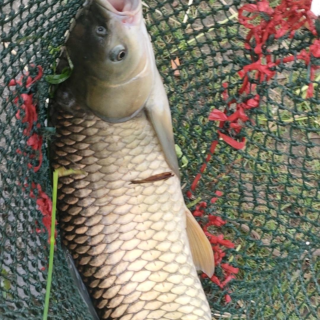 莲花小厂欢迎大家来钓鱼。