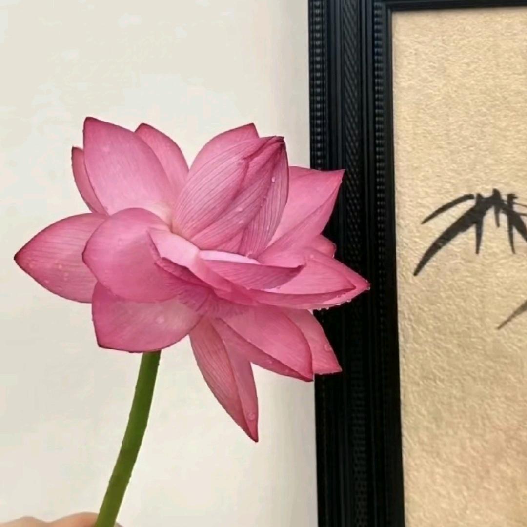 厚积薄发（爱跳舞）