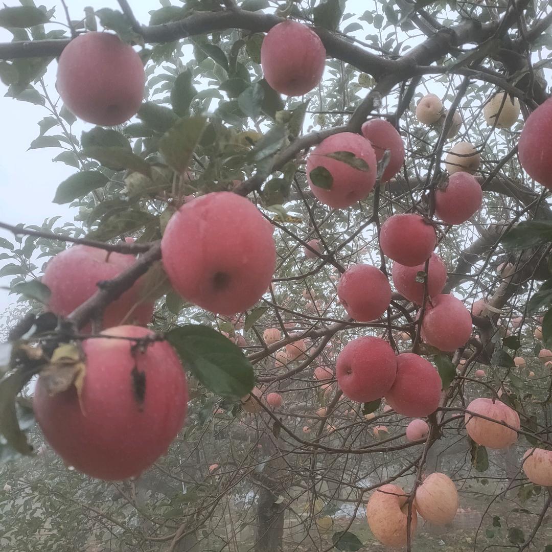 陕西苹果大王大一箱100