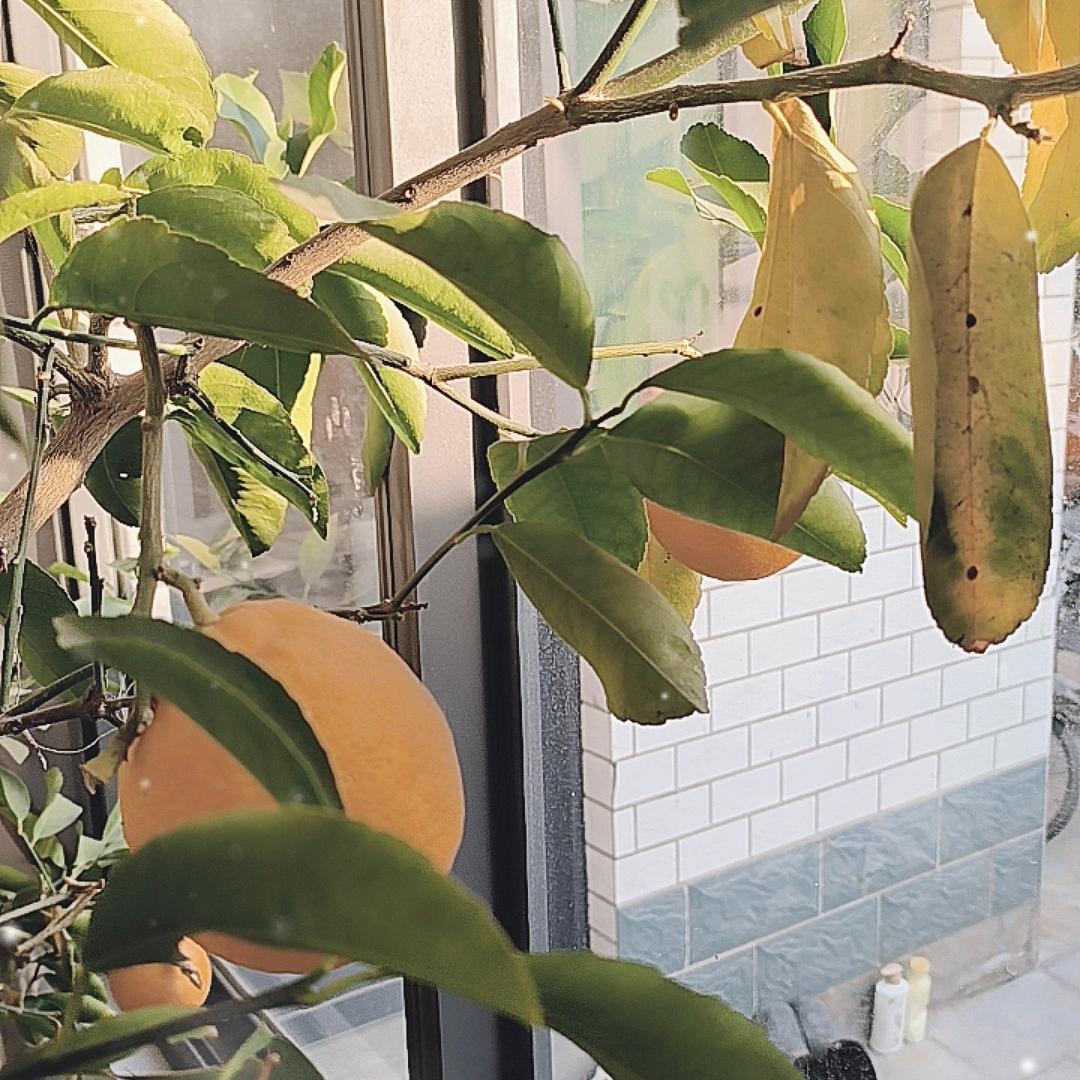 江南烟雨