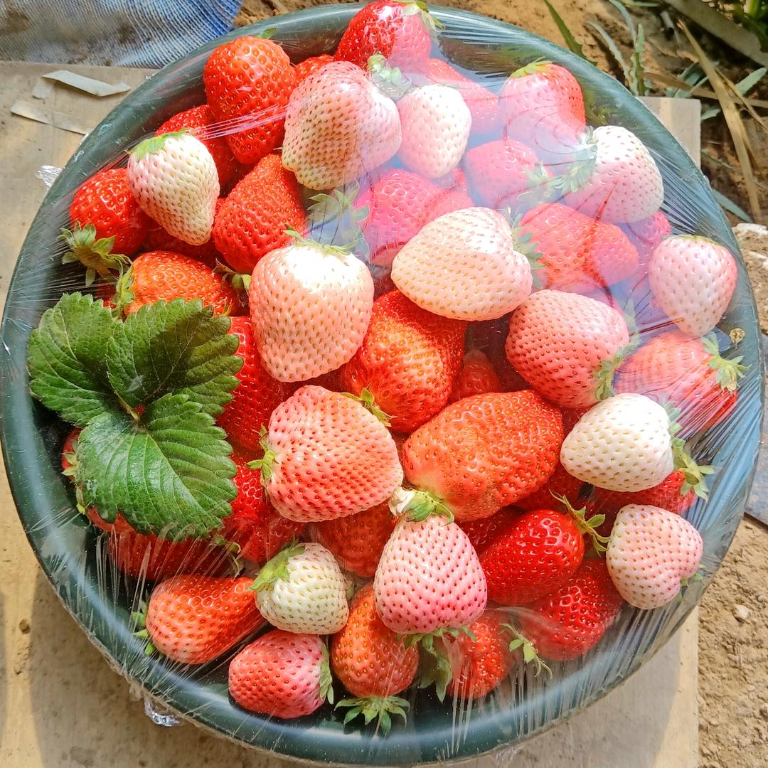 玫瑰香🍓纯甜草莓园🍓