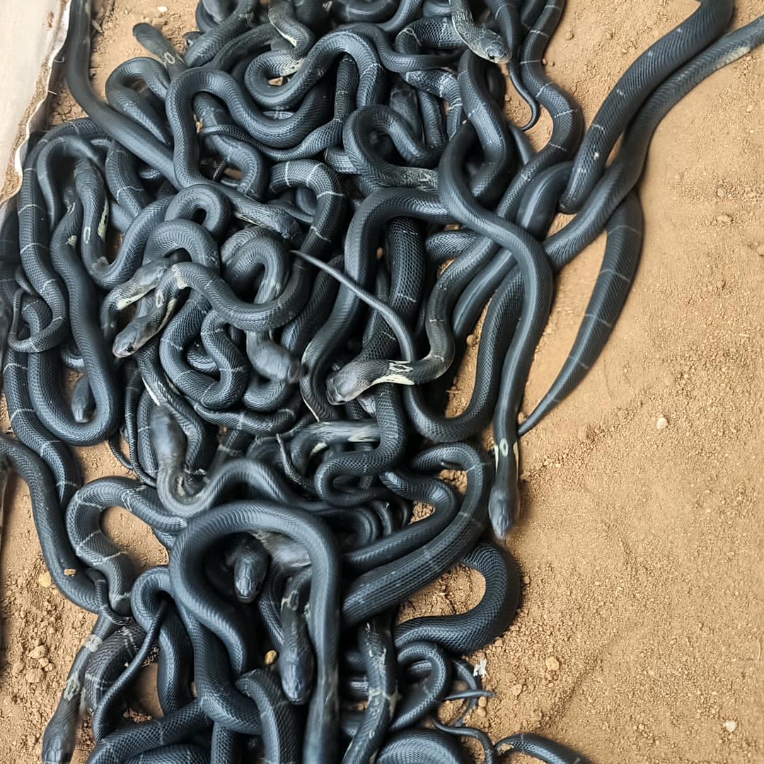 钦州市盛泽养殖场