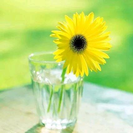 守护太阳