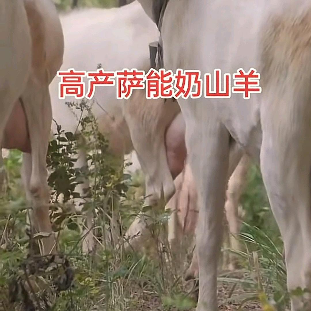 名羊天下（百跃乳业奶山羊场）