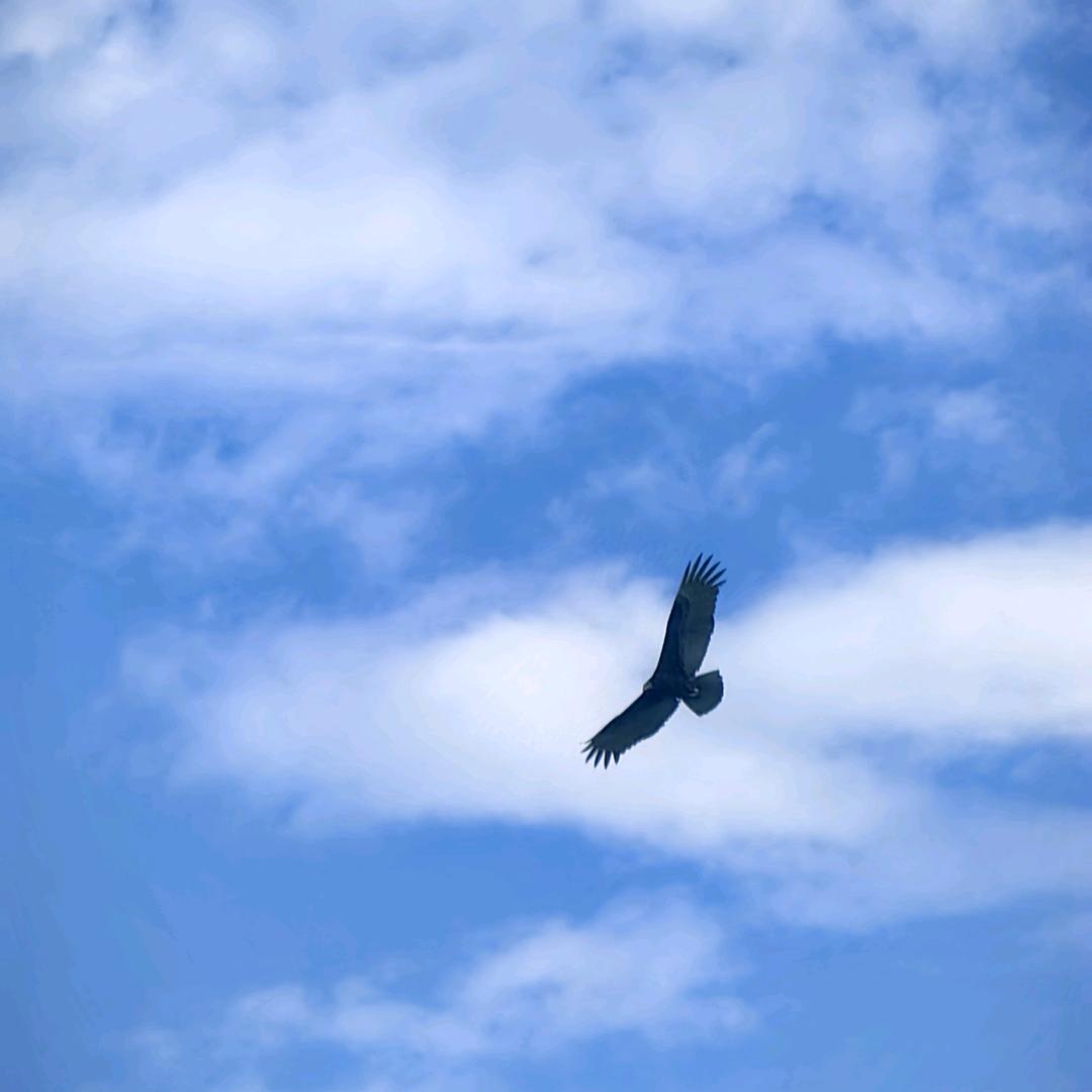 洲际浪子