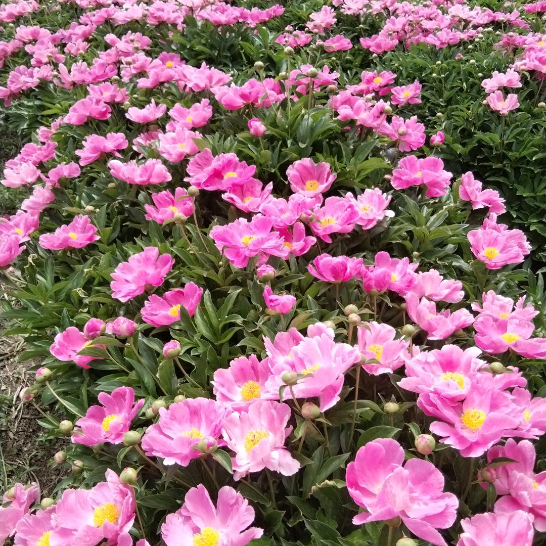 沙漠里的梧桐树47070826