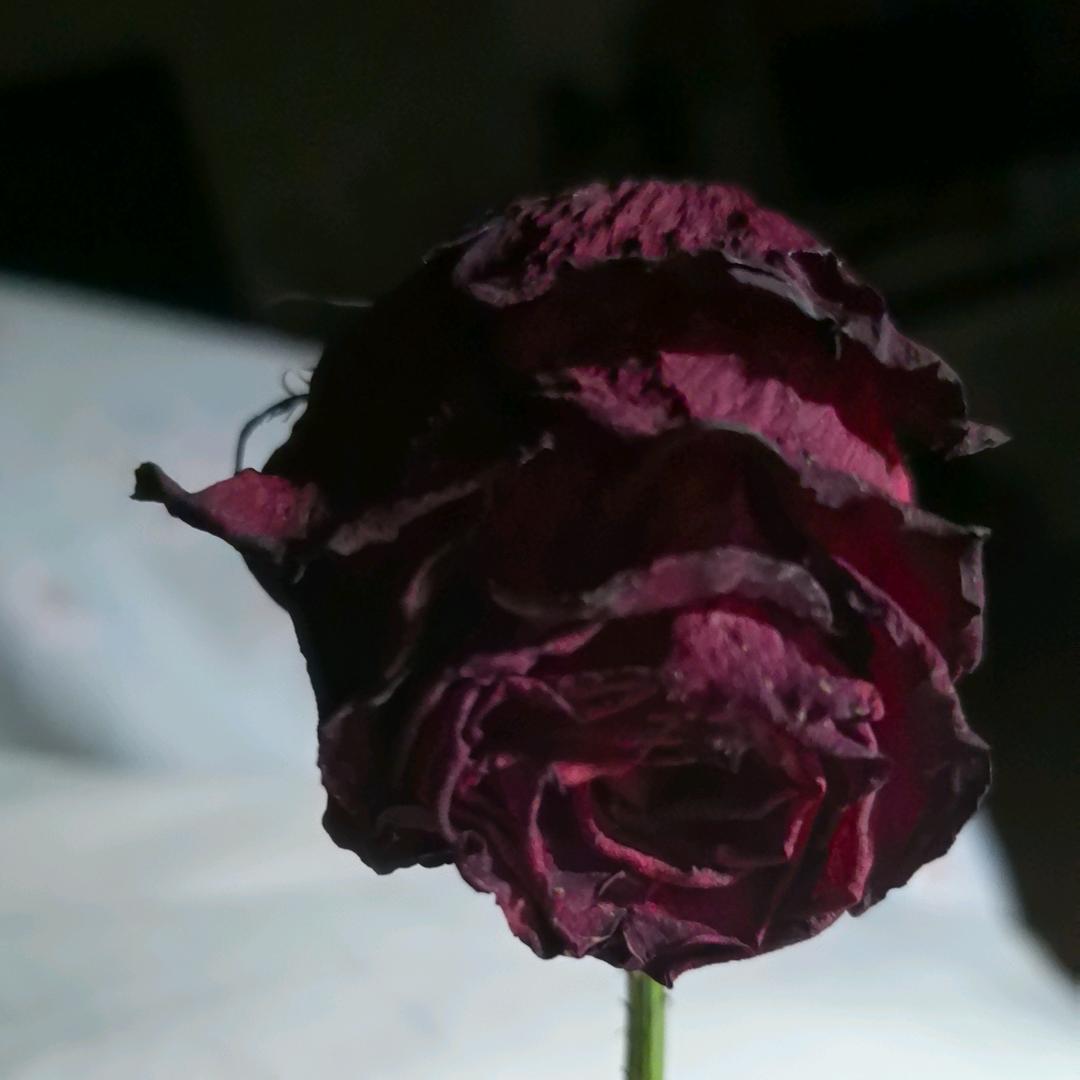 小欧