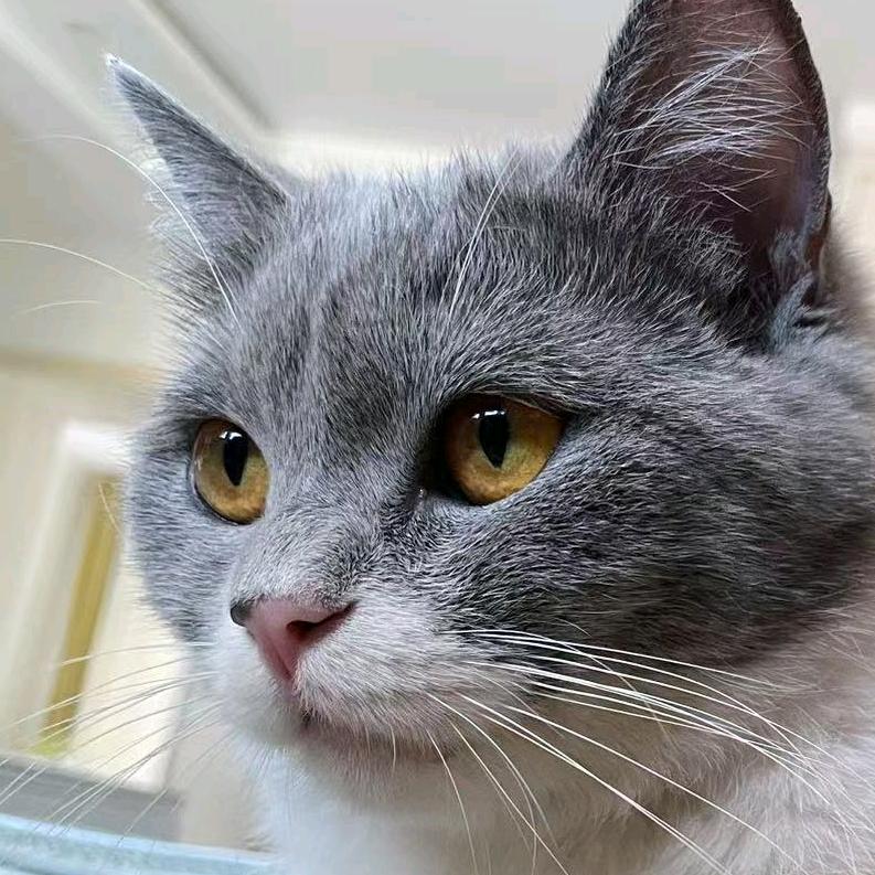建议查查这只猫