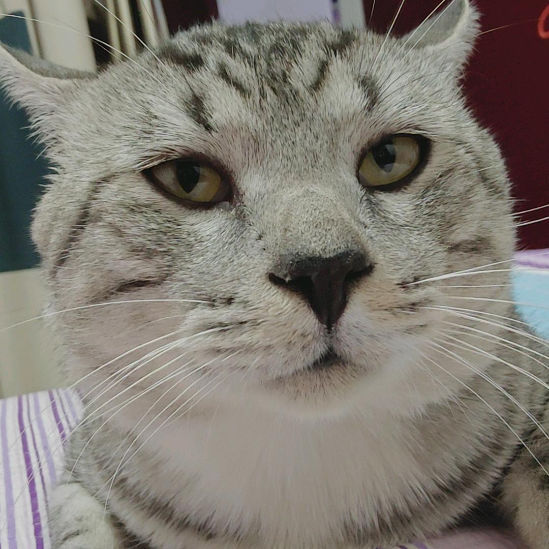 铜头铁臂阿童木