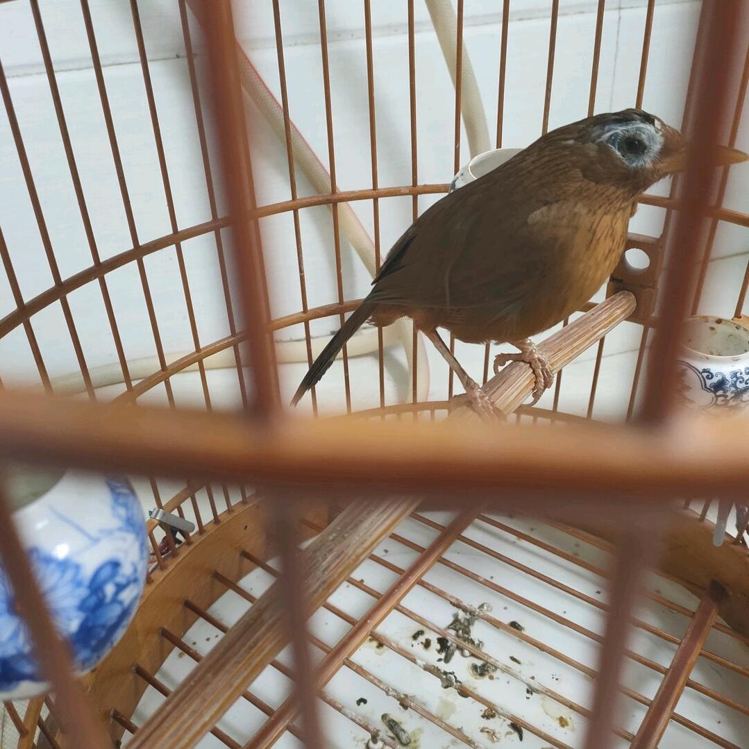 凯里潘家鸟食1528