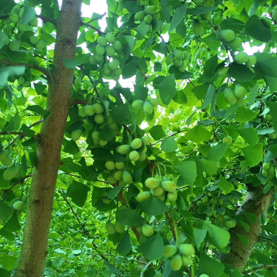 美丽的春天