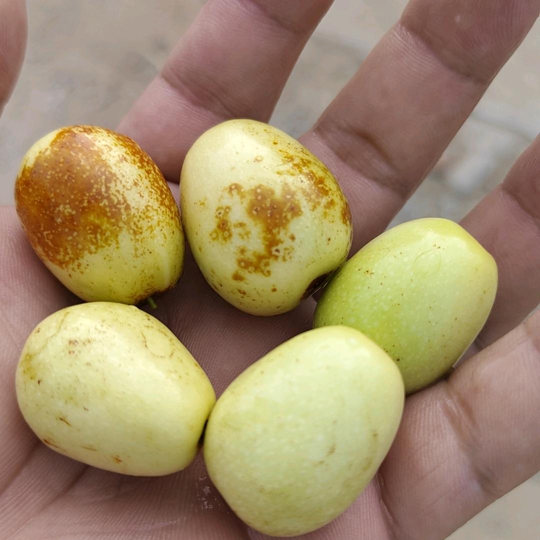 小飛哥