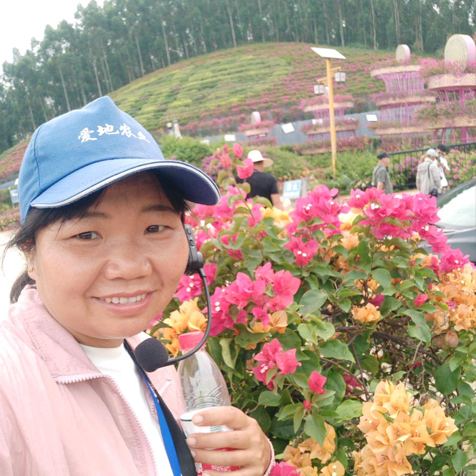 杨扬三角梅