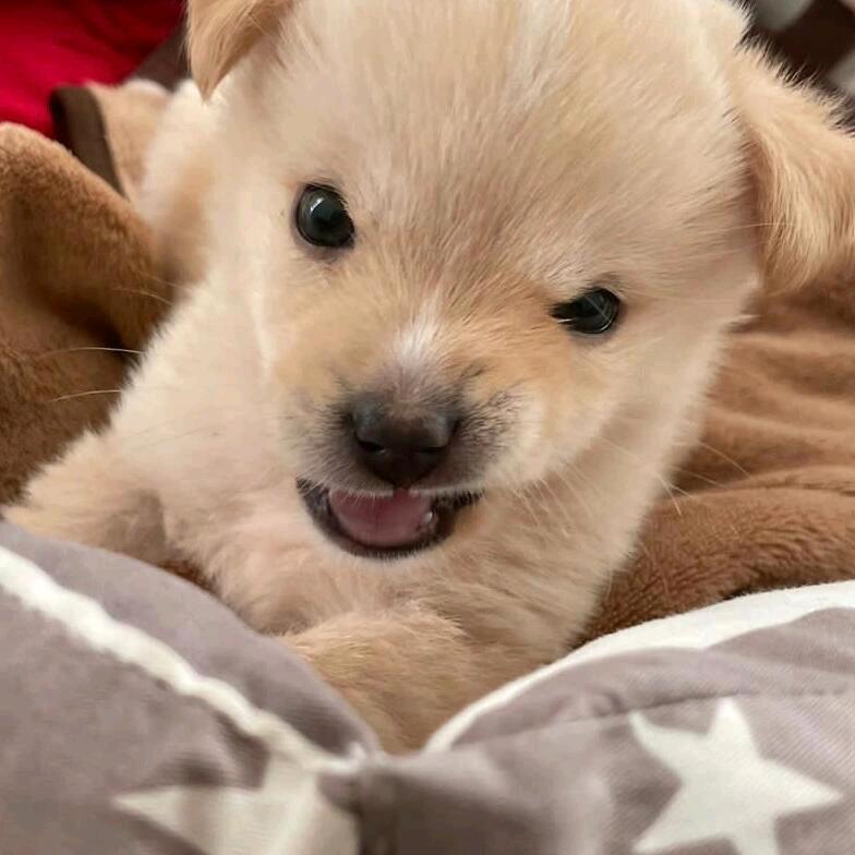 芦原萌犬