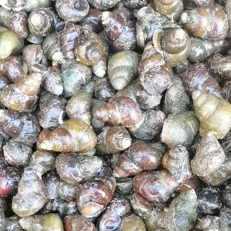 诚信螺丝（ysfc）