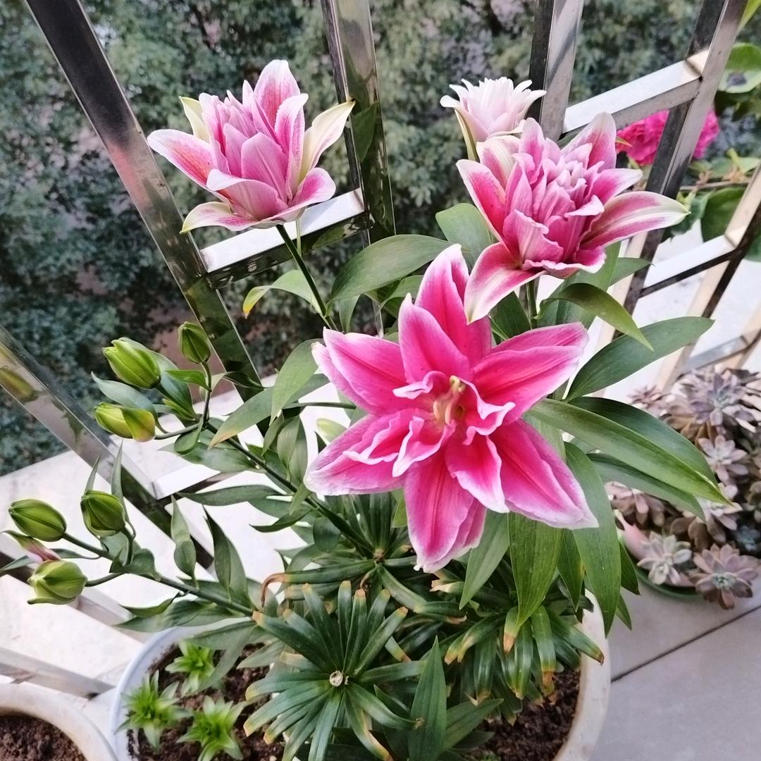 一笑而过。