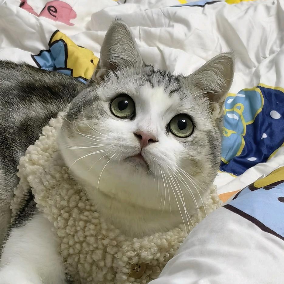 瑞淇