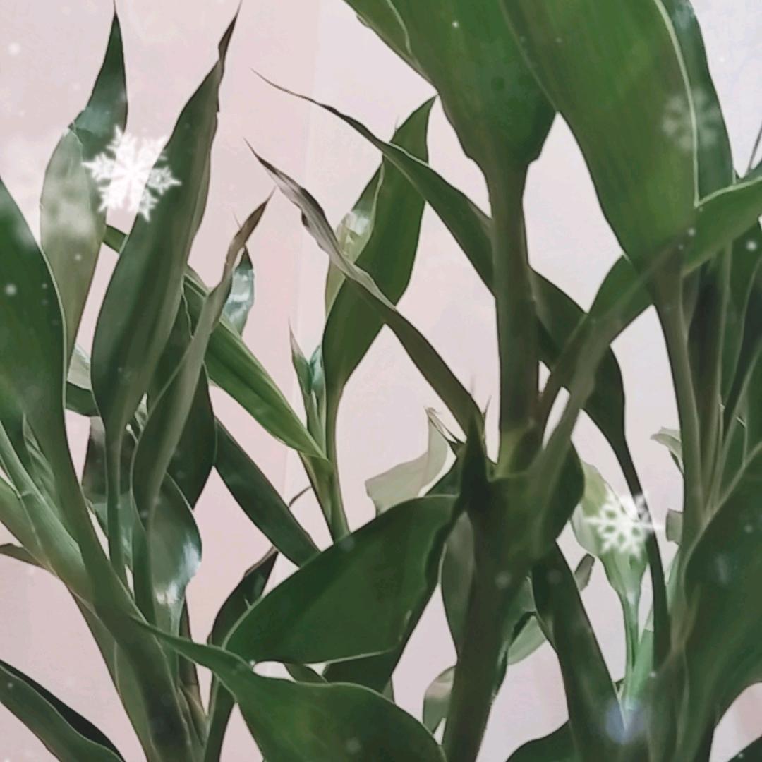 陈大大