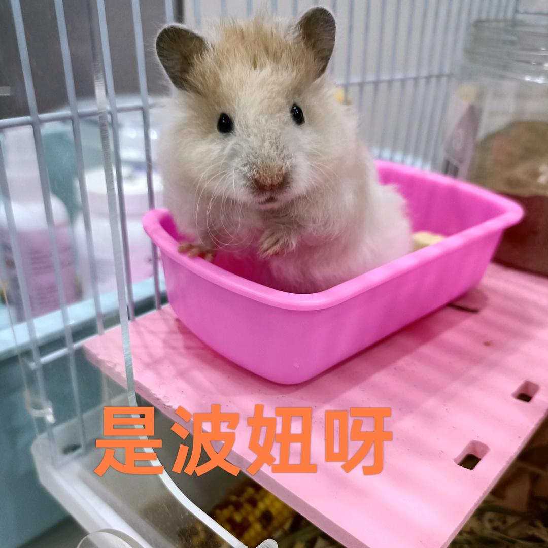 ⭐卡路里