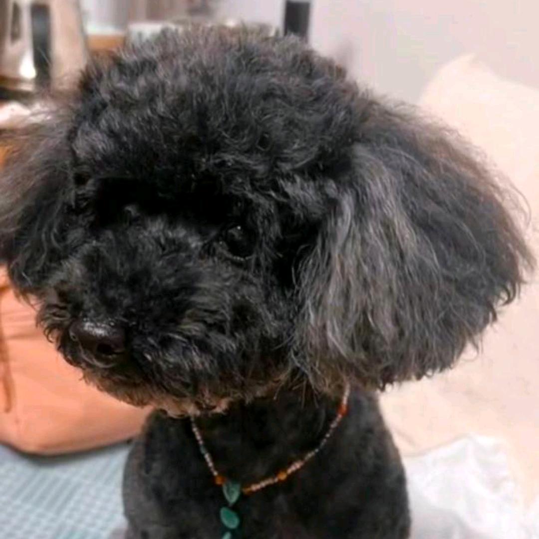 爱爬山的小泰迪