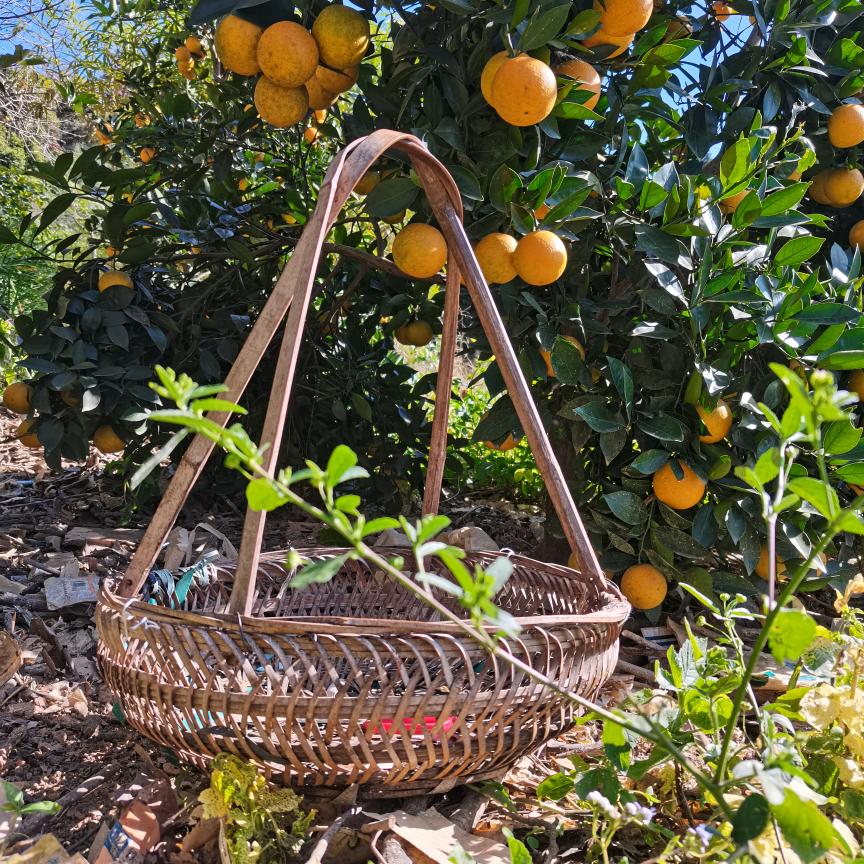 🍎一枚田间小农͡° ͜ʖ ͡°