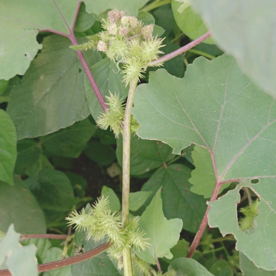 静心姐  （饭团）