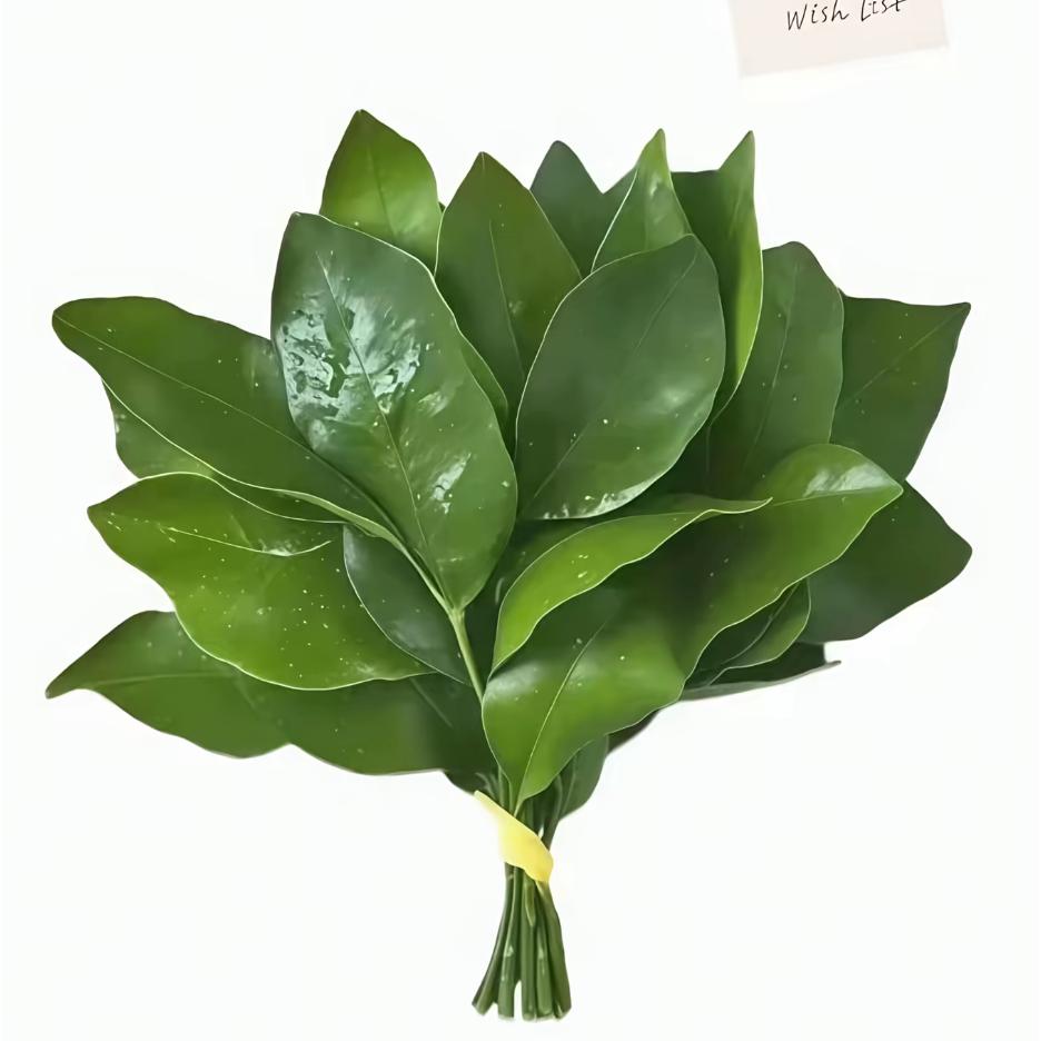 好运来🍀