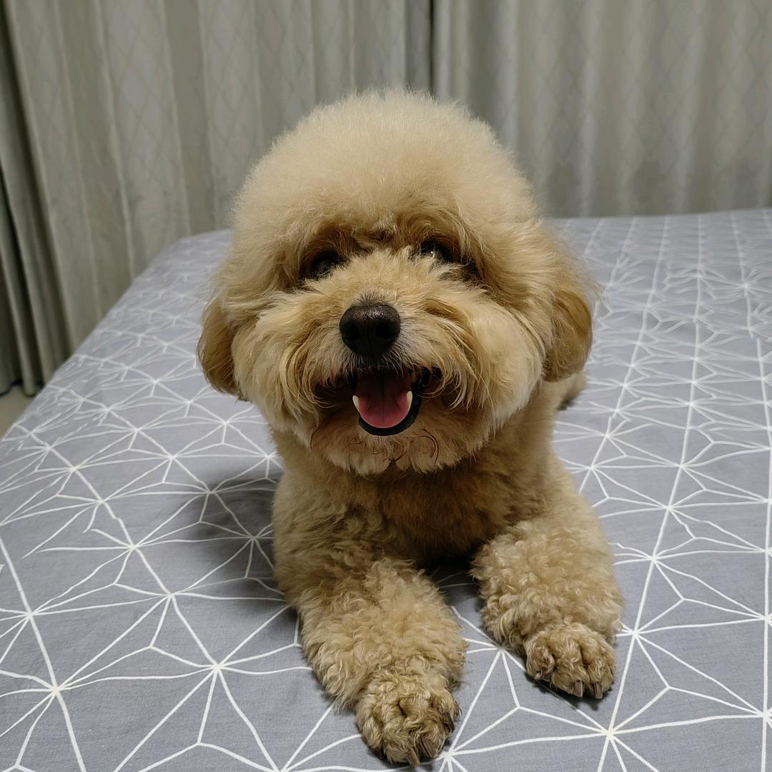 哈利麻麻