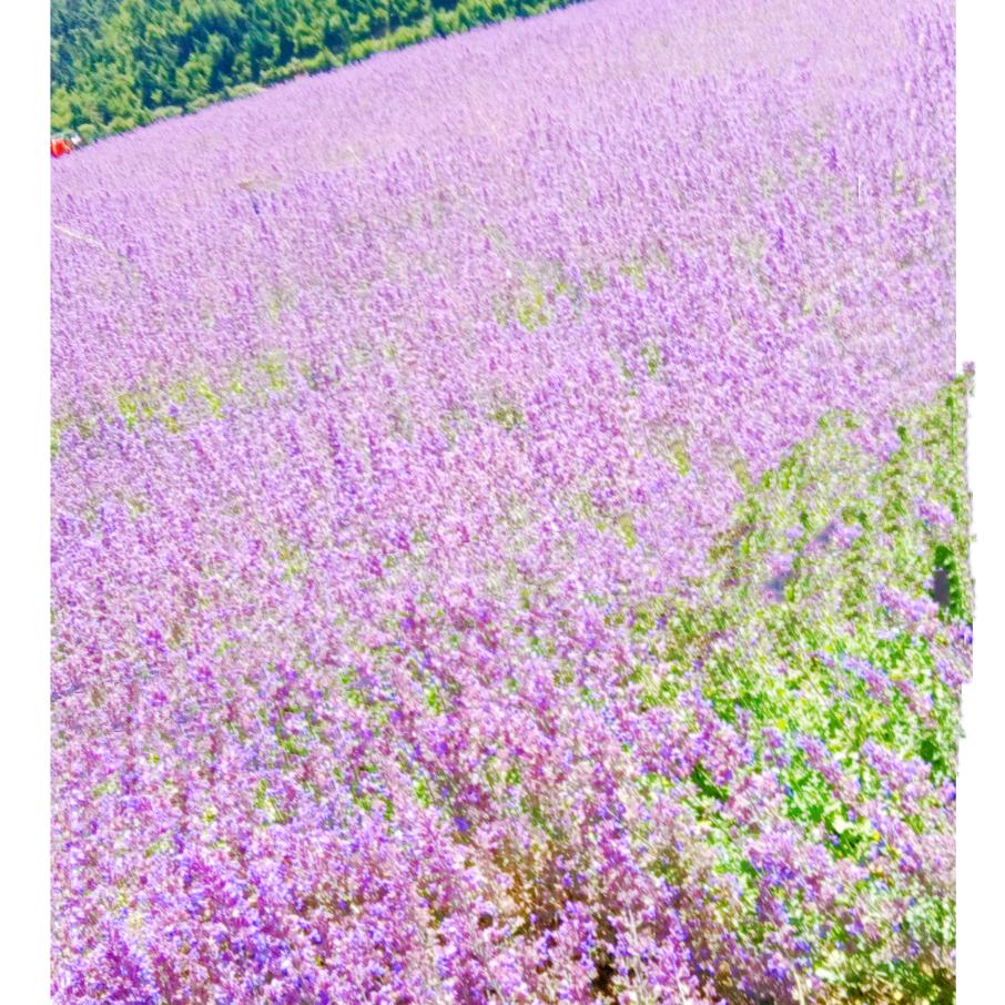 开心奶奶：停播：学习中