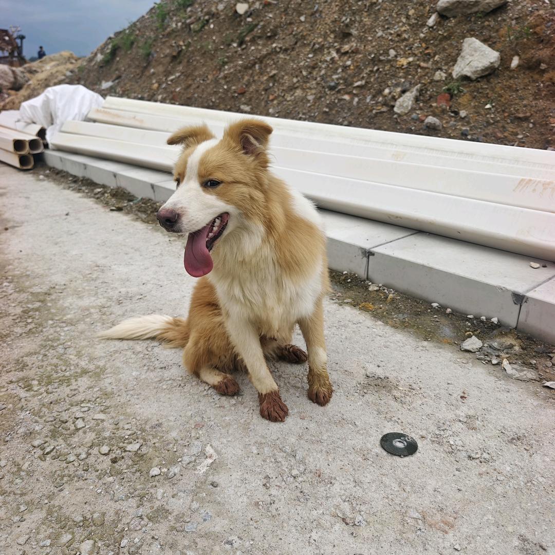 贪嗔痴