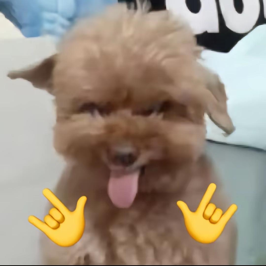 邪恶小泰迪