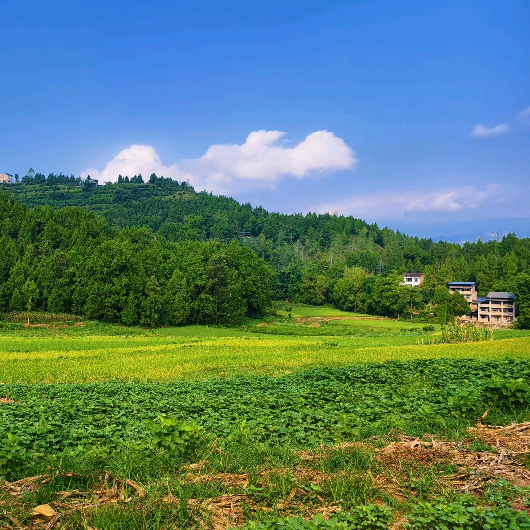 湖北小李在重庆